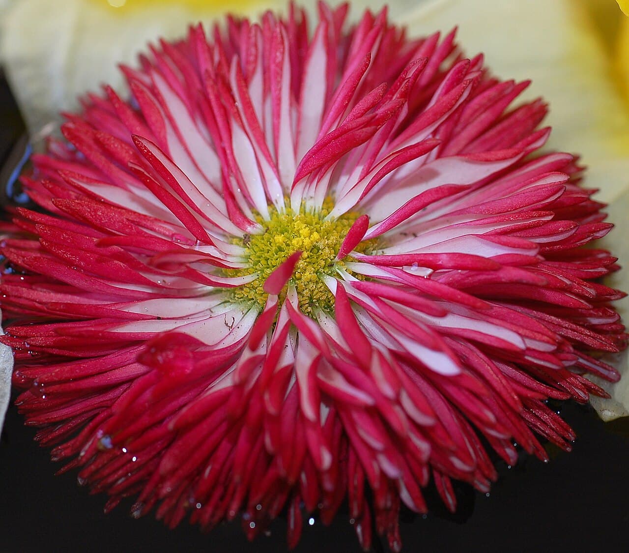 Flowering Daisy Plants: Six Daisies for the Real Garden