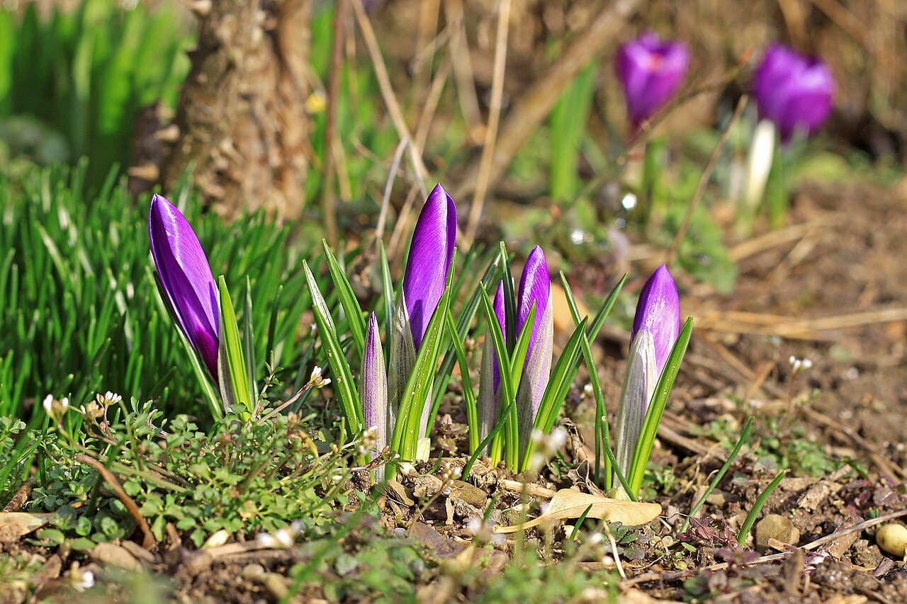 First Day of Spring