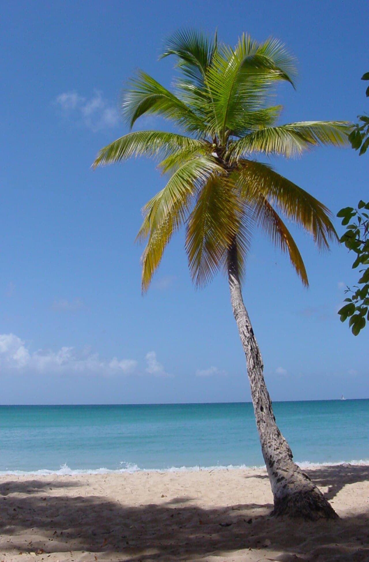 Types of Palm Trees