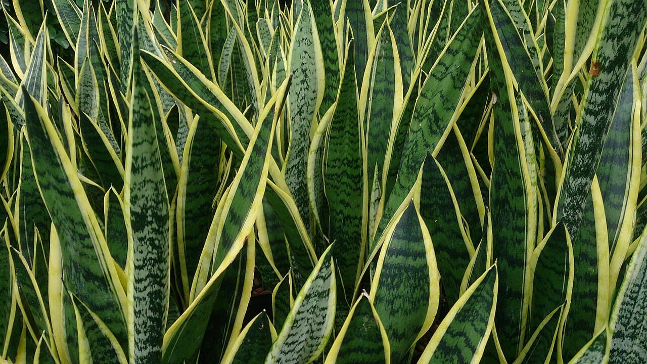 Snake Plant: The Architectural Houseplant That Survives Anything