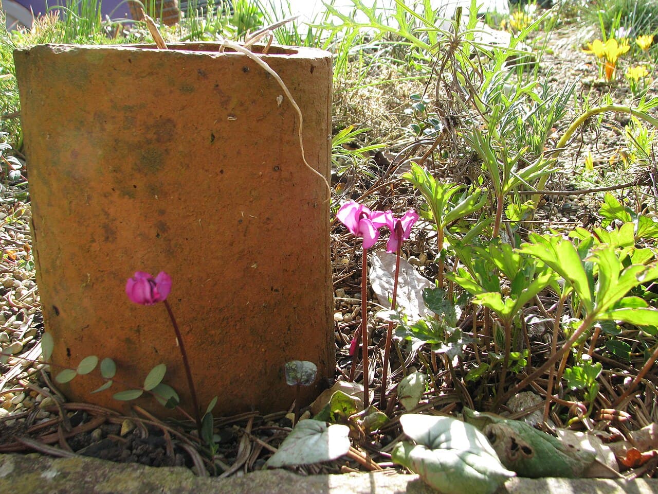 Raised Garden Bed Clearance