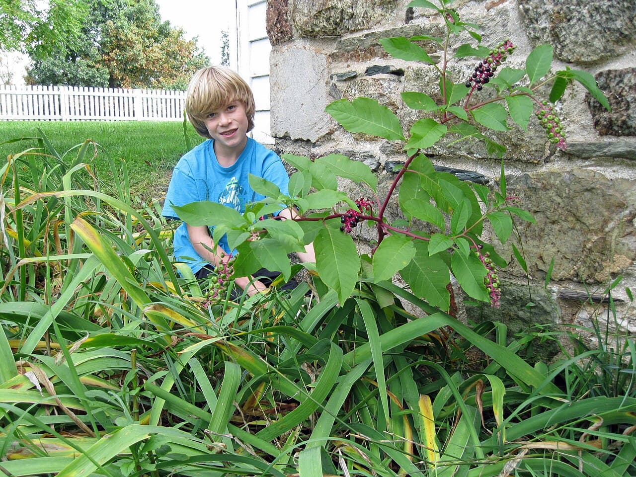 How to Get Rid of Weeds: The Organic-First Ladder That Actually Works