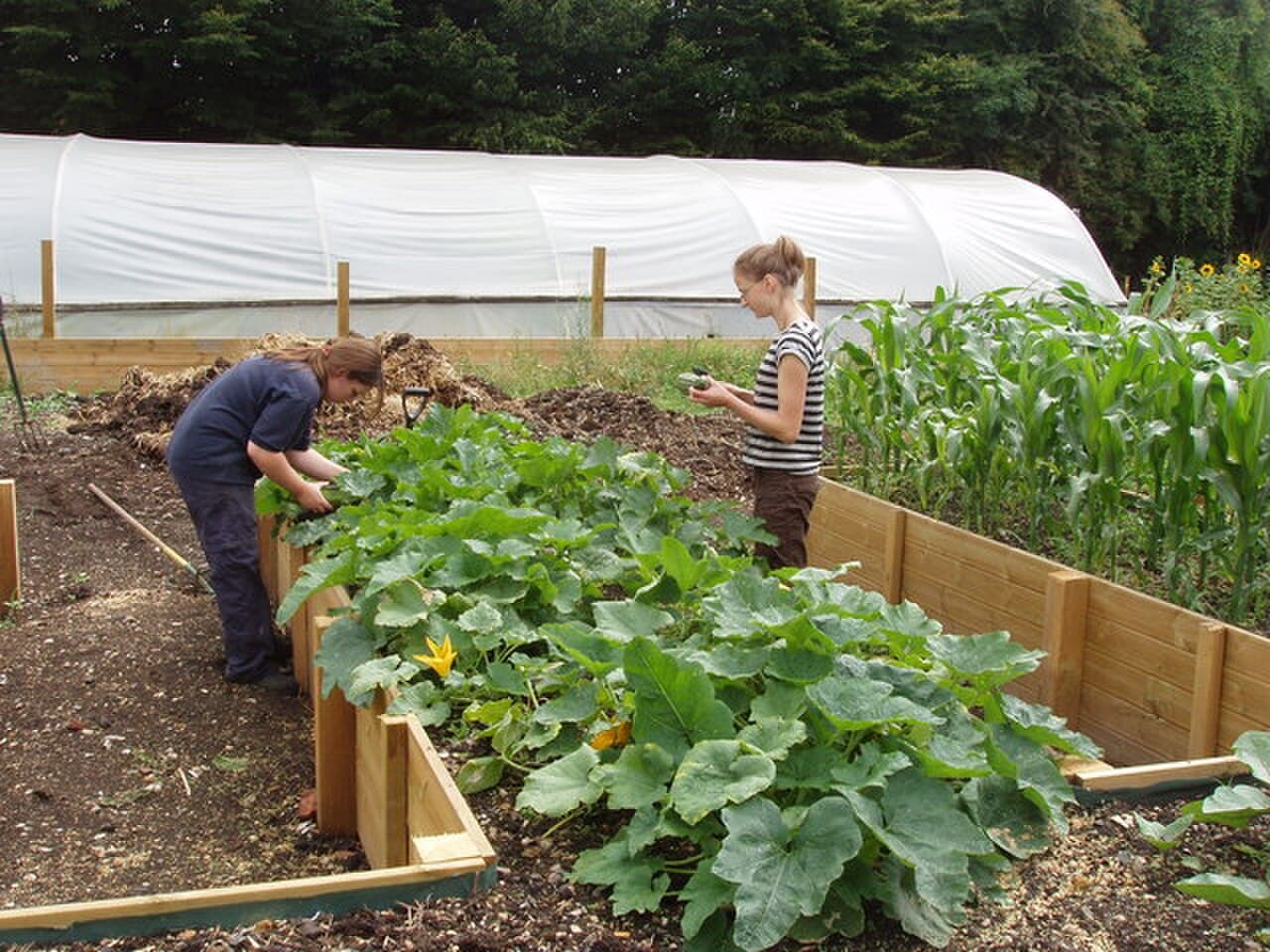 Raised Raised Beds