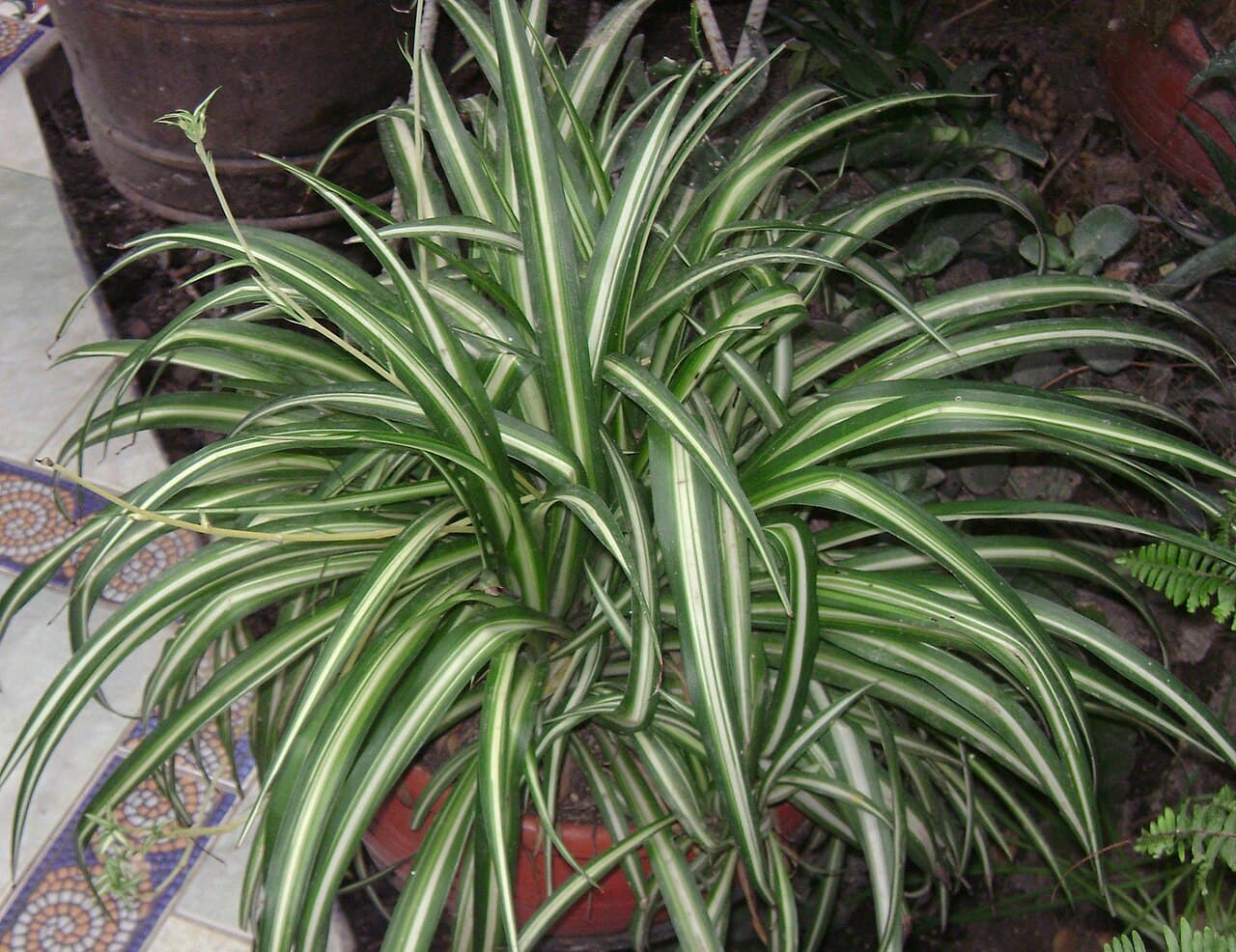 Spider Plant: The Forgiving Houseplant That Multiplies for You