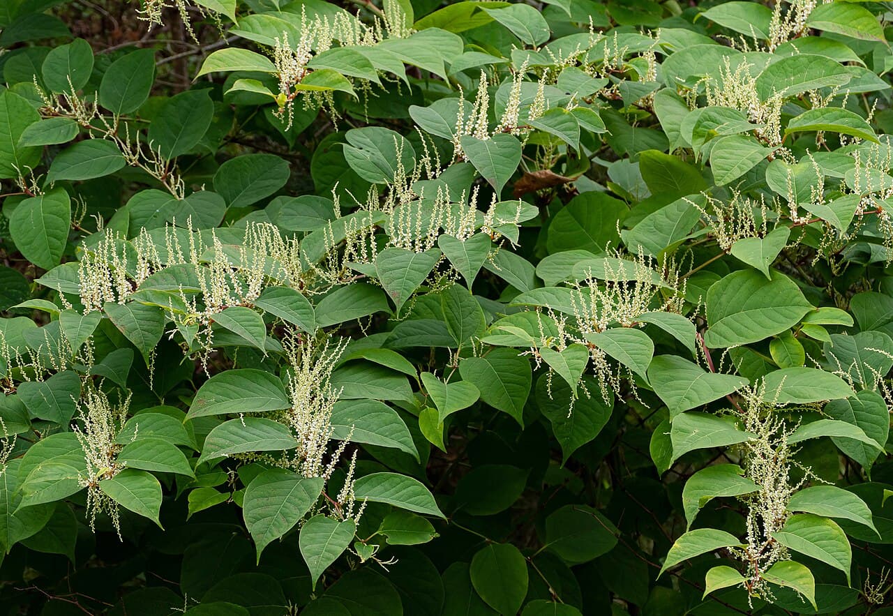 Japanese Knotweed: The Invasive Weed That Cracks Foundations and Fights Back