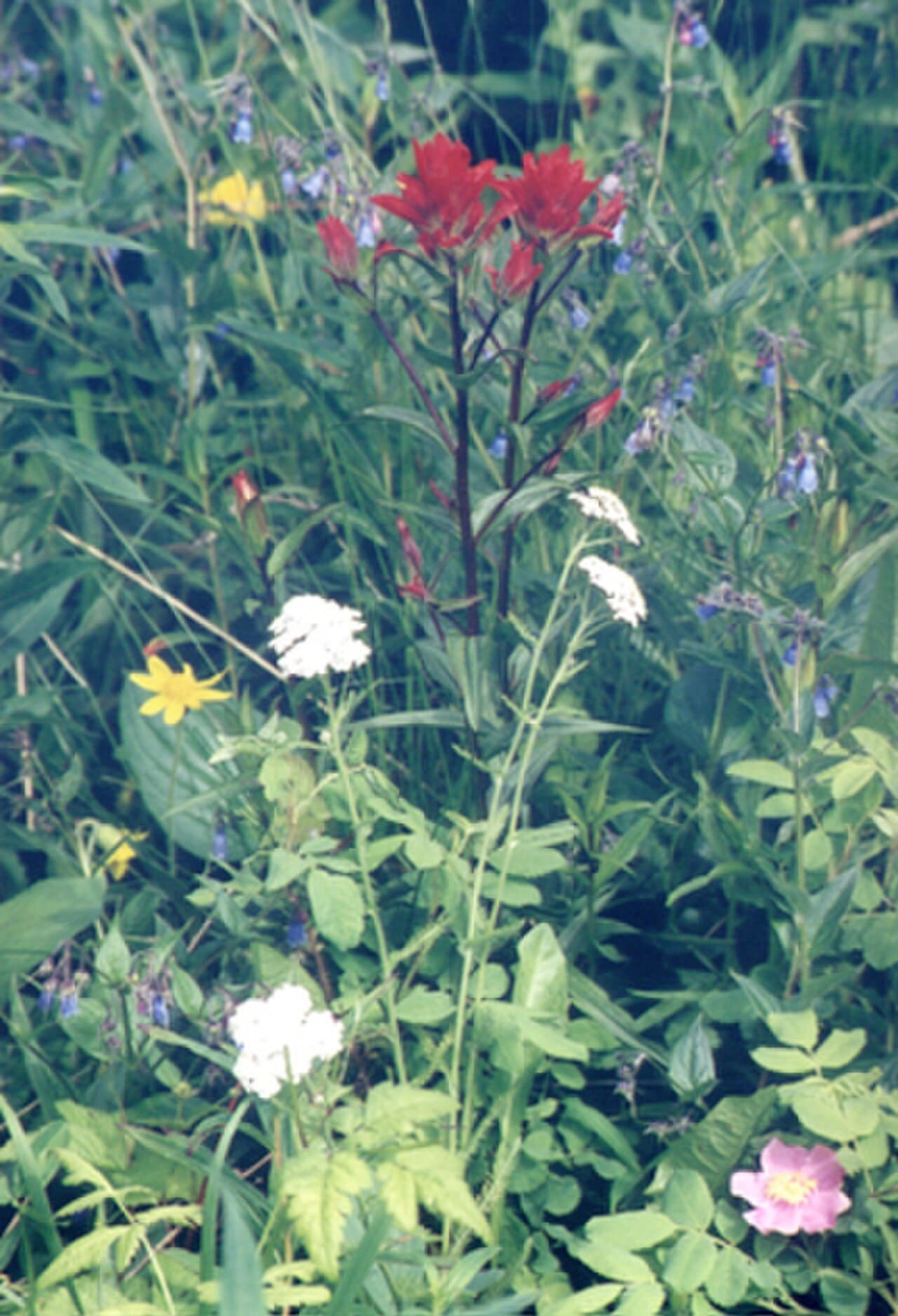 Wild Flowers: 12 Native Picks to Replace Your Lawn With