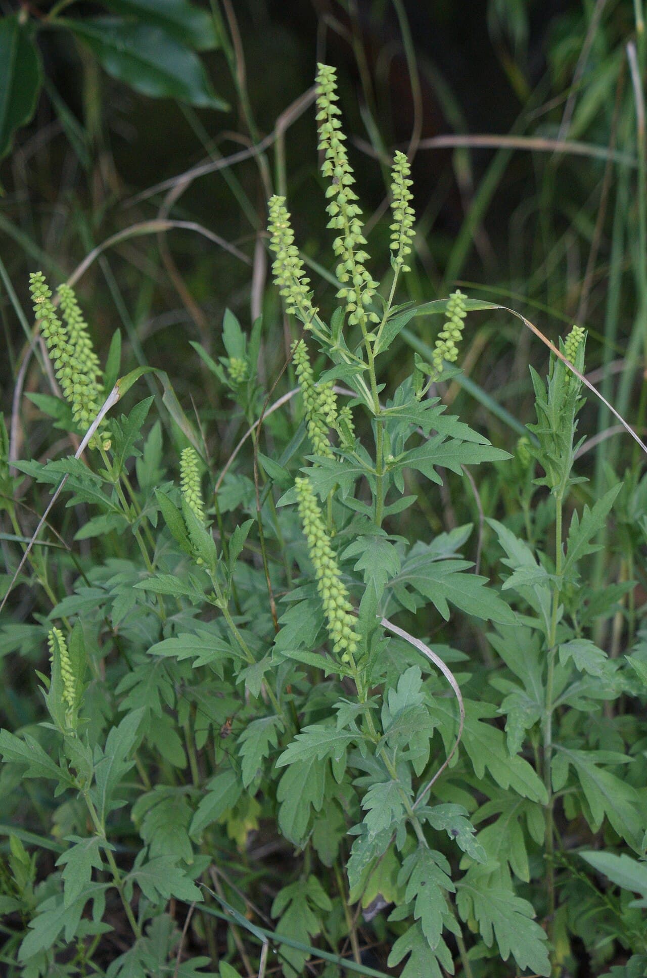 Ragweed: The Hay Fever Weed You Need to Pull Before It Blooms