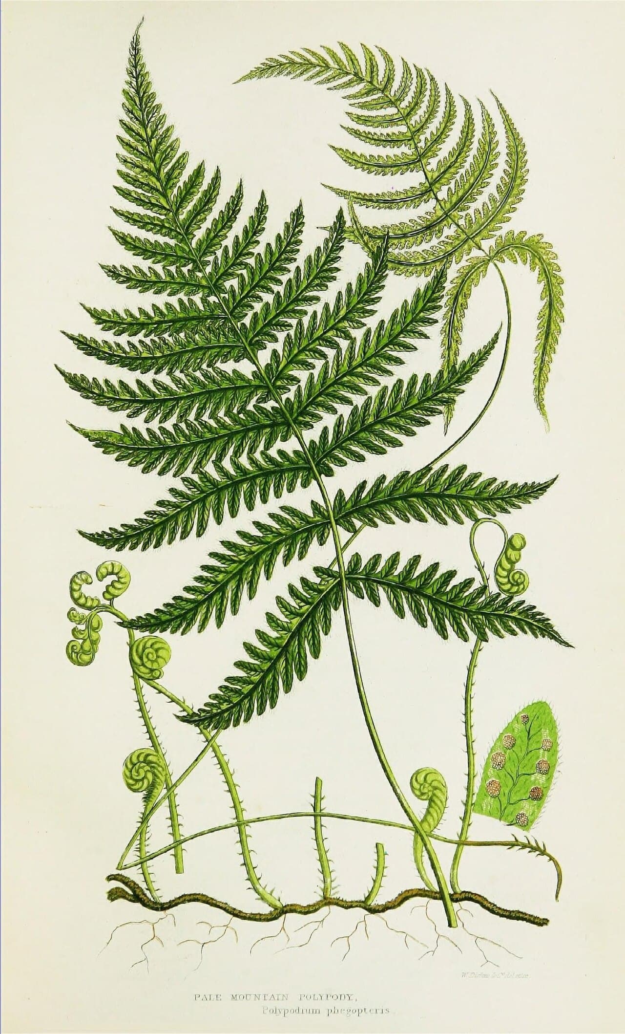 Types of Ferns