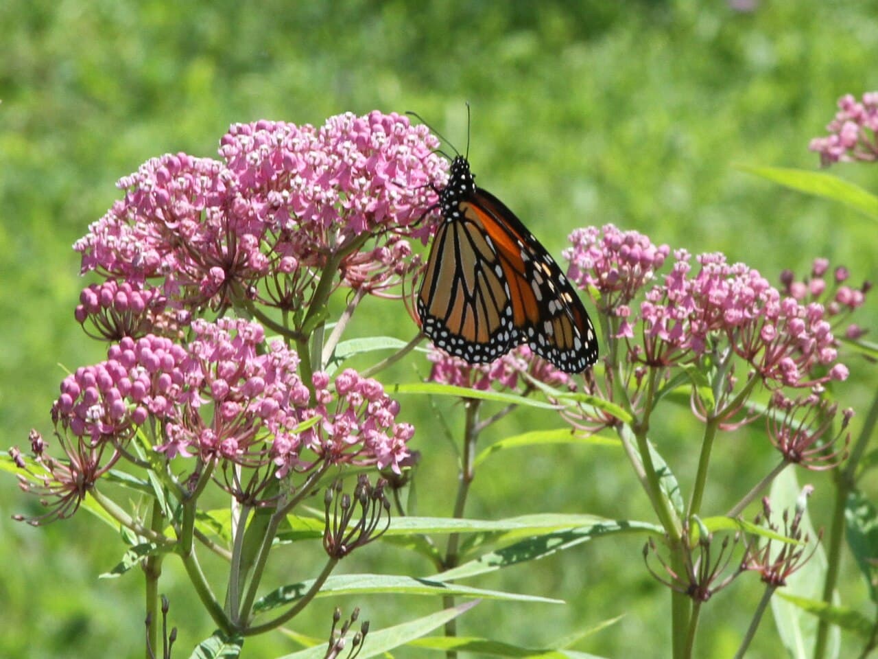 Milkweed: The Only Plant Monarch Caterpillars Eat