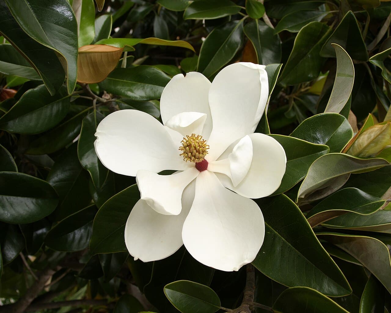 Types of Flowers: A Garden Editor's Picks, by Growth Habit
