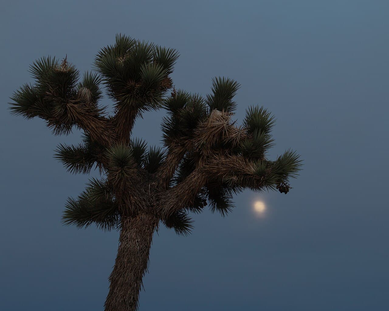 Full Moon November 2025