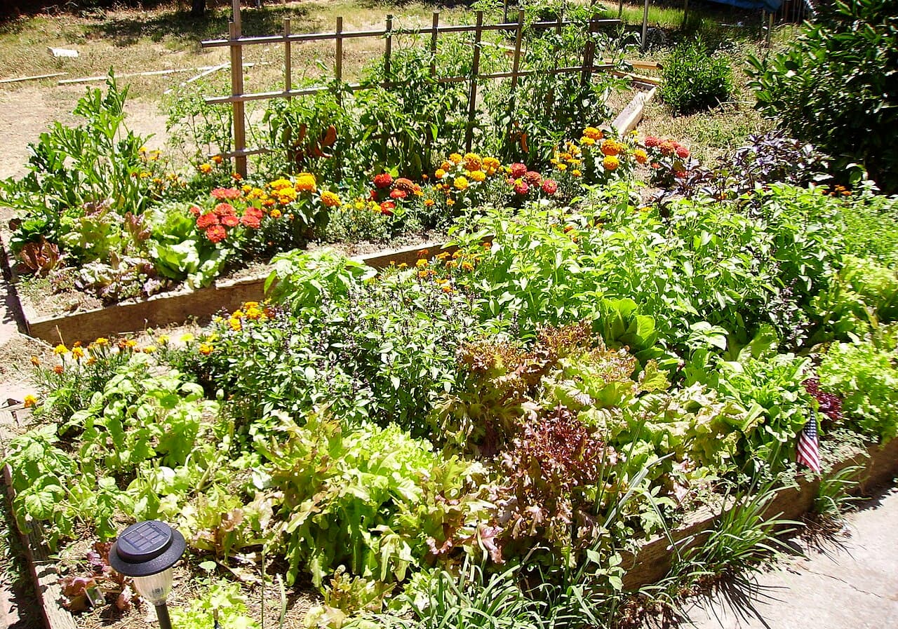 Garden Bed