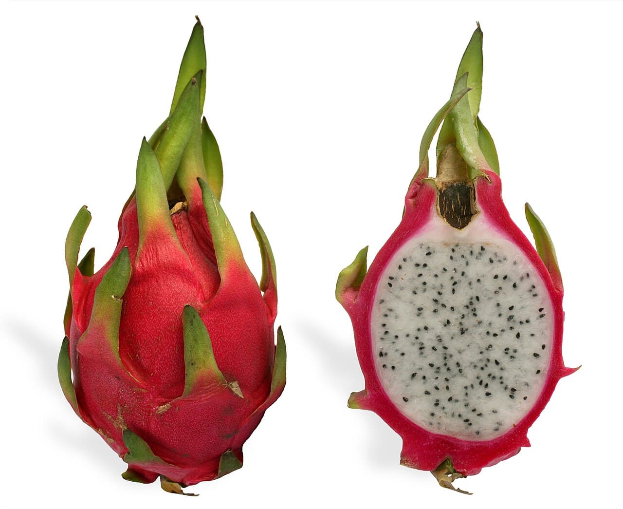 Dragon Fruit: The Climbing Cactus That Actually Fruits at Home