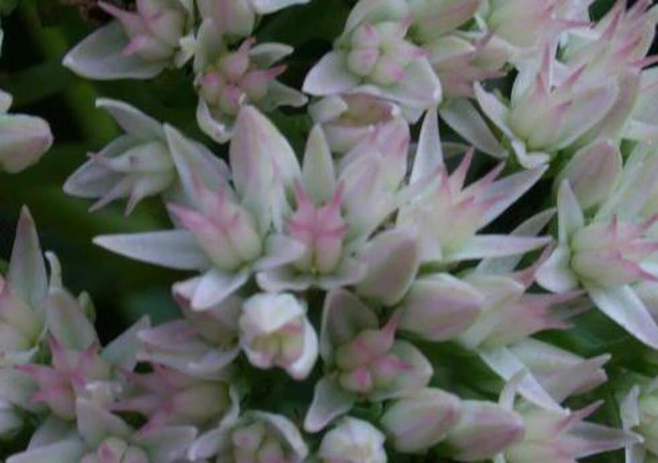 Autumn Joy Sedum Stonecrop Plants