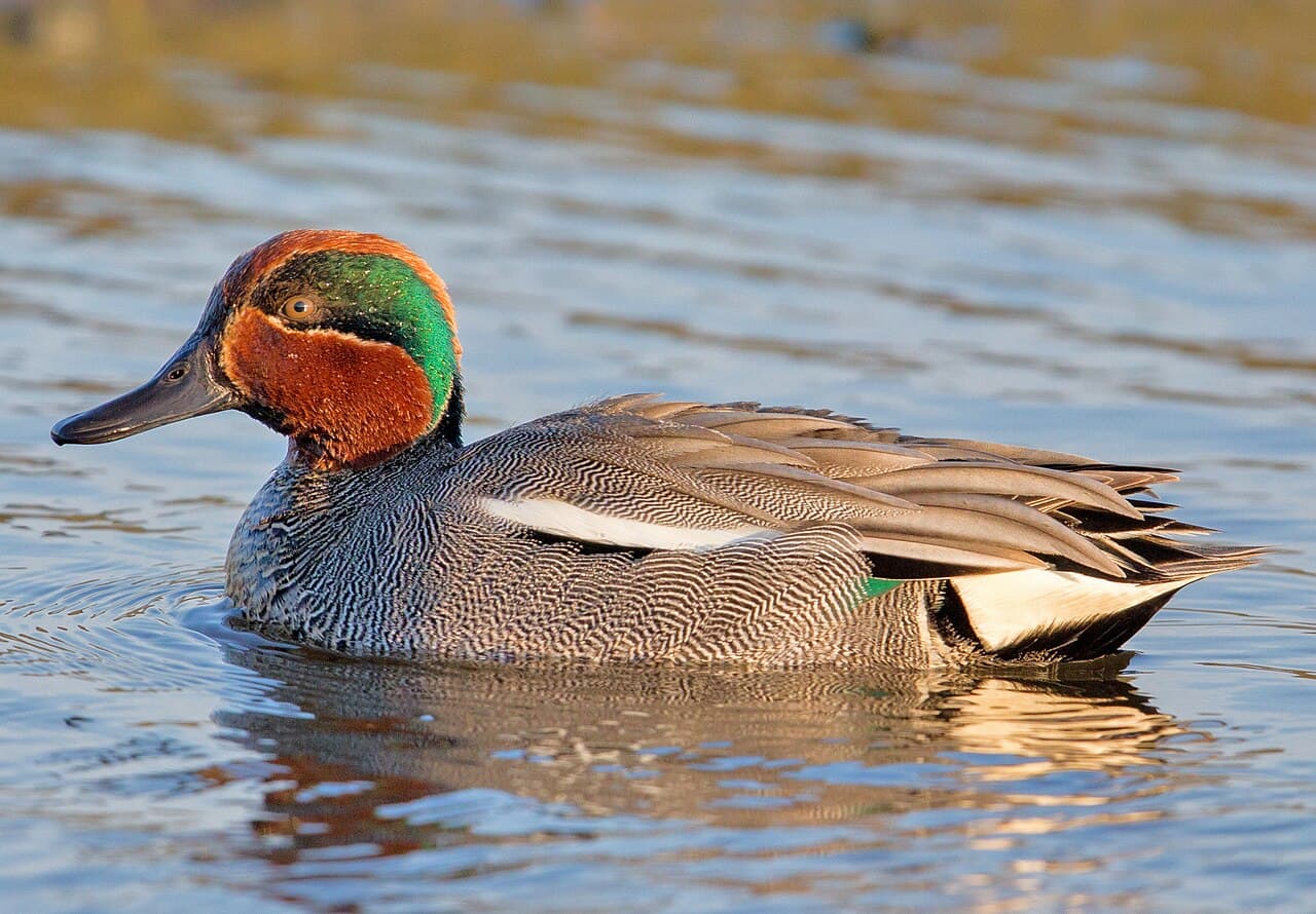 Teal Color