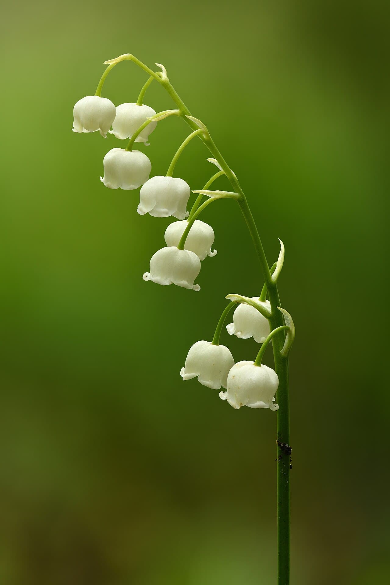 Lily of the Valley: The Fragrant Groundcover That Spreads in Shade