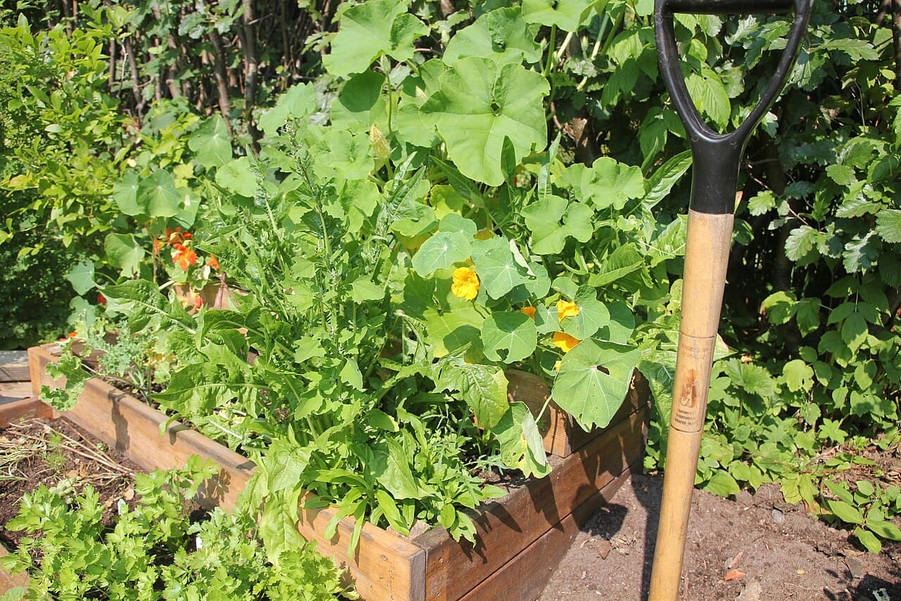 Ideas for Raised Bed