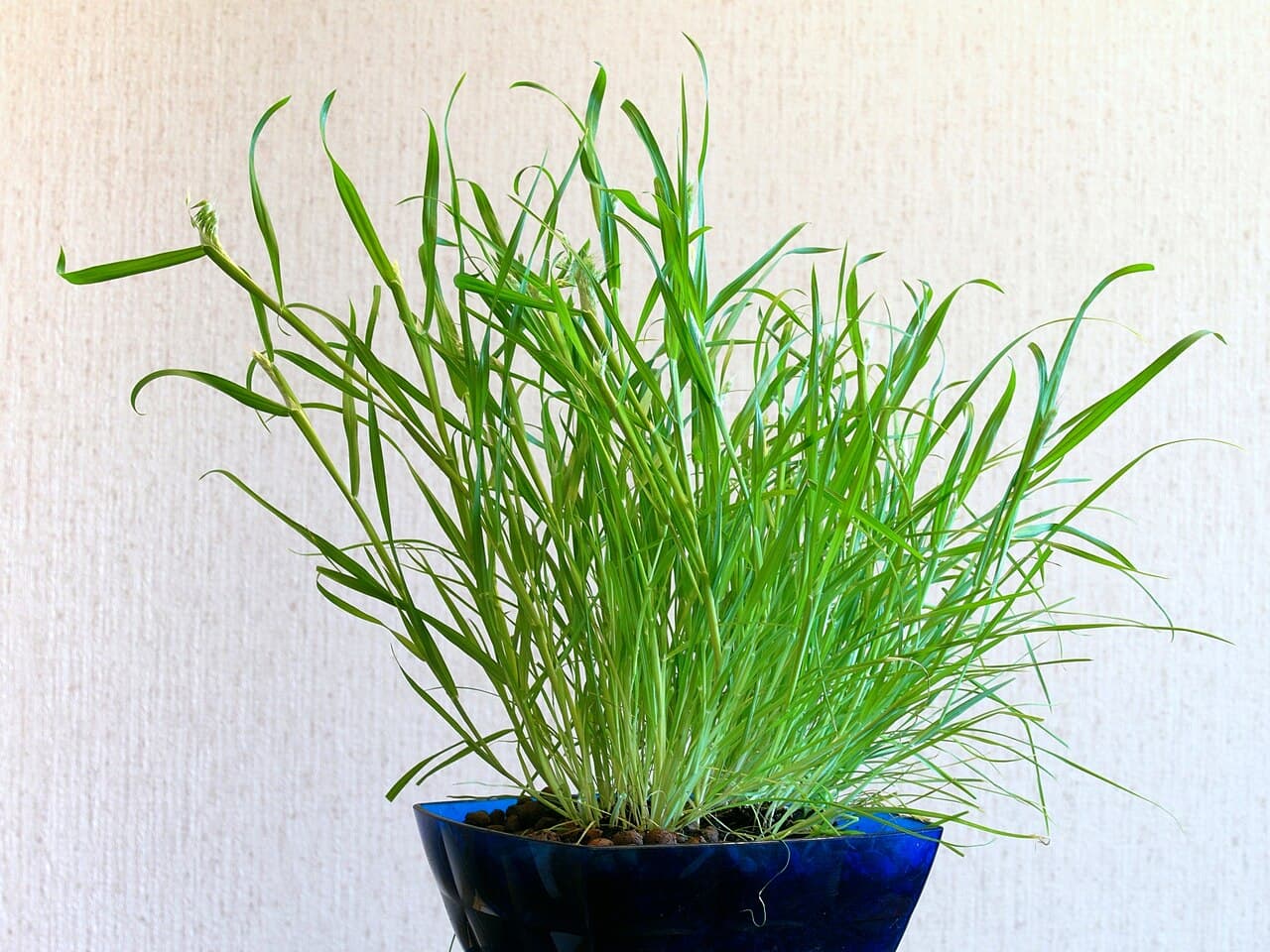 Indoor Plants: 12 Reliable Picks for Real-World Apartments