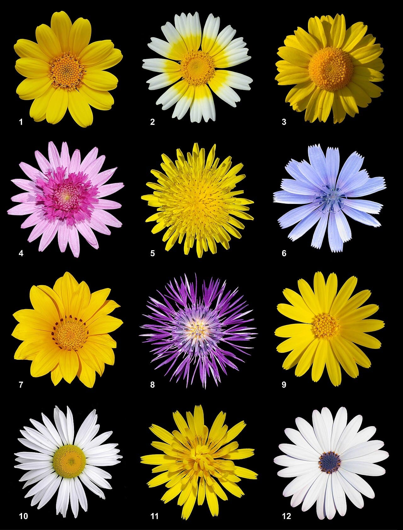 Annual Flowers: 12 Picks for Big Color in One Season