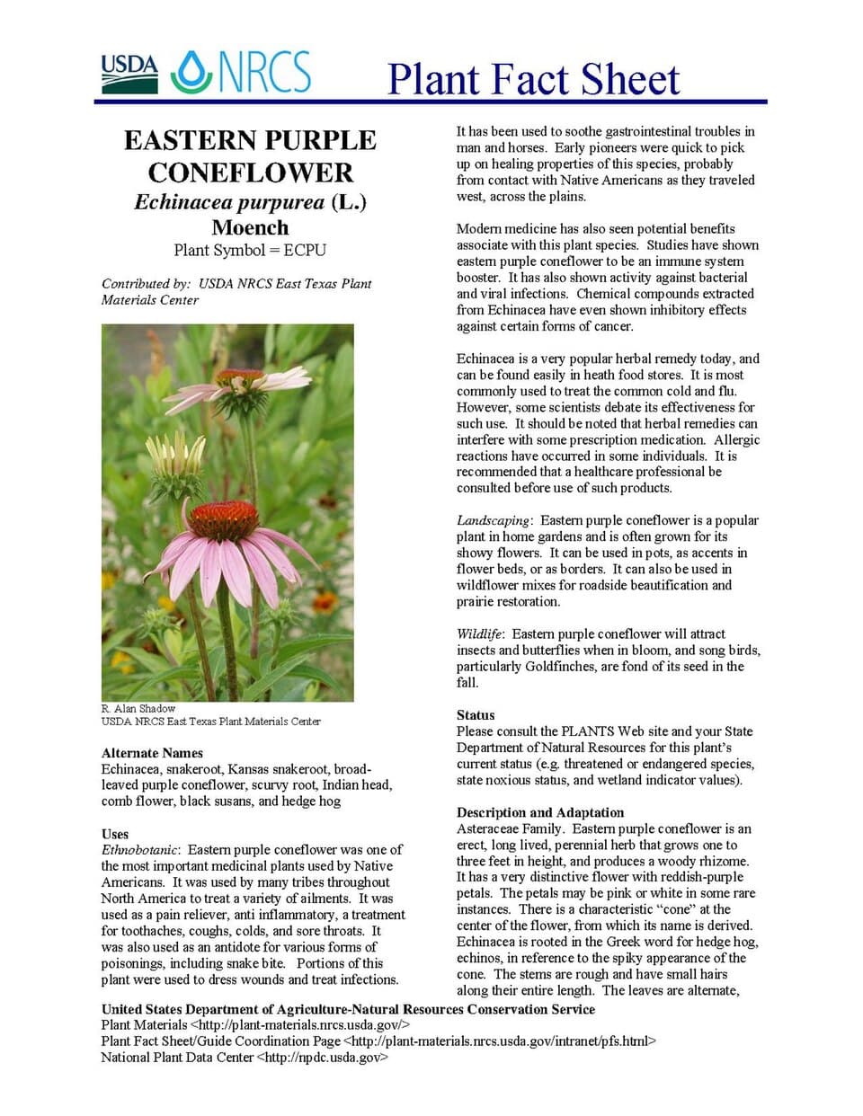 20 Perennials for Full Sun That Bloom for Years
