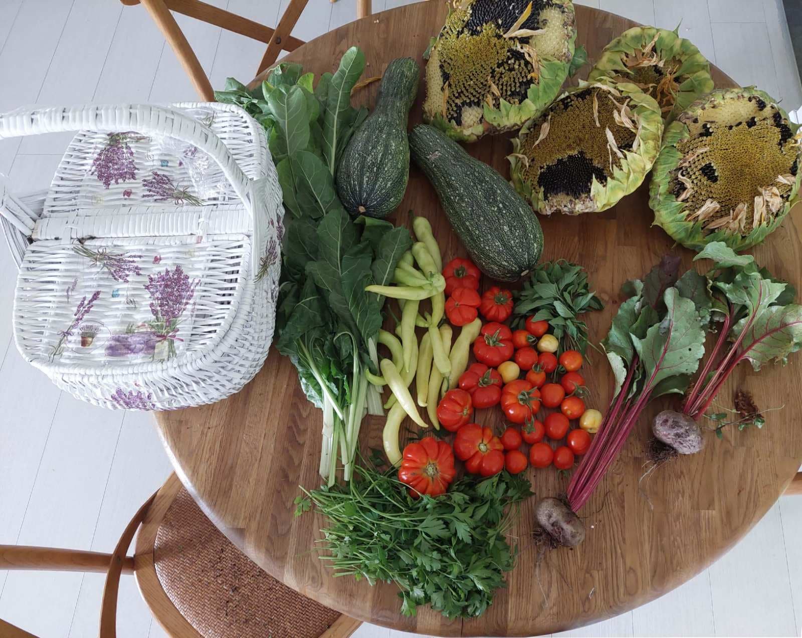 15 Easy Vegetables for Beginners That Reliably Produce