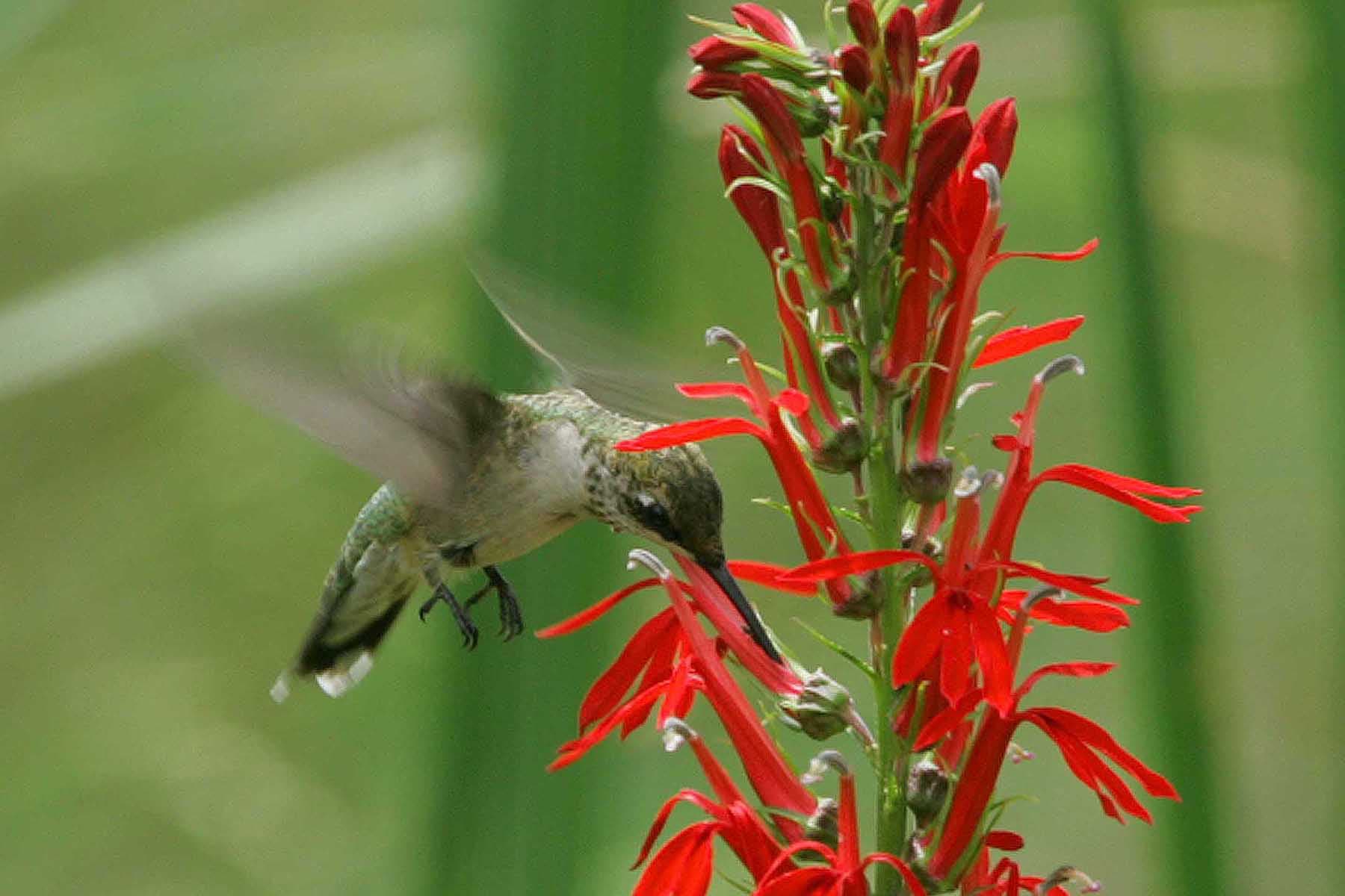 16 Plants That Bring Hummingbirds to the Garden