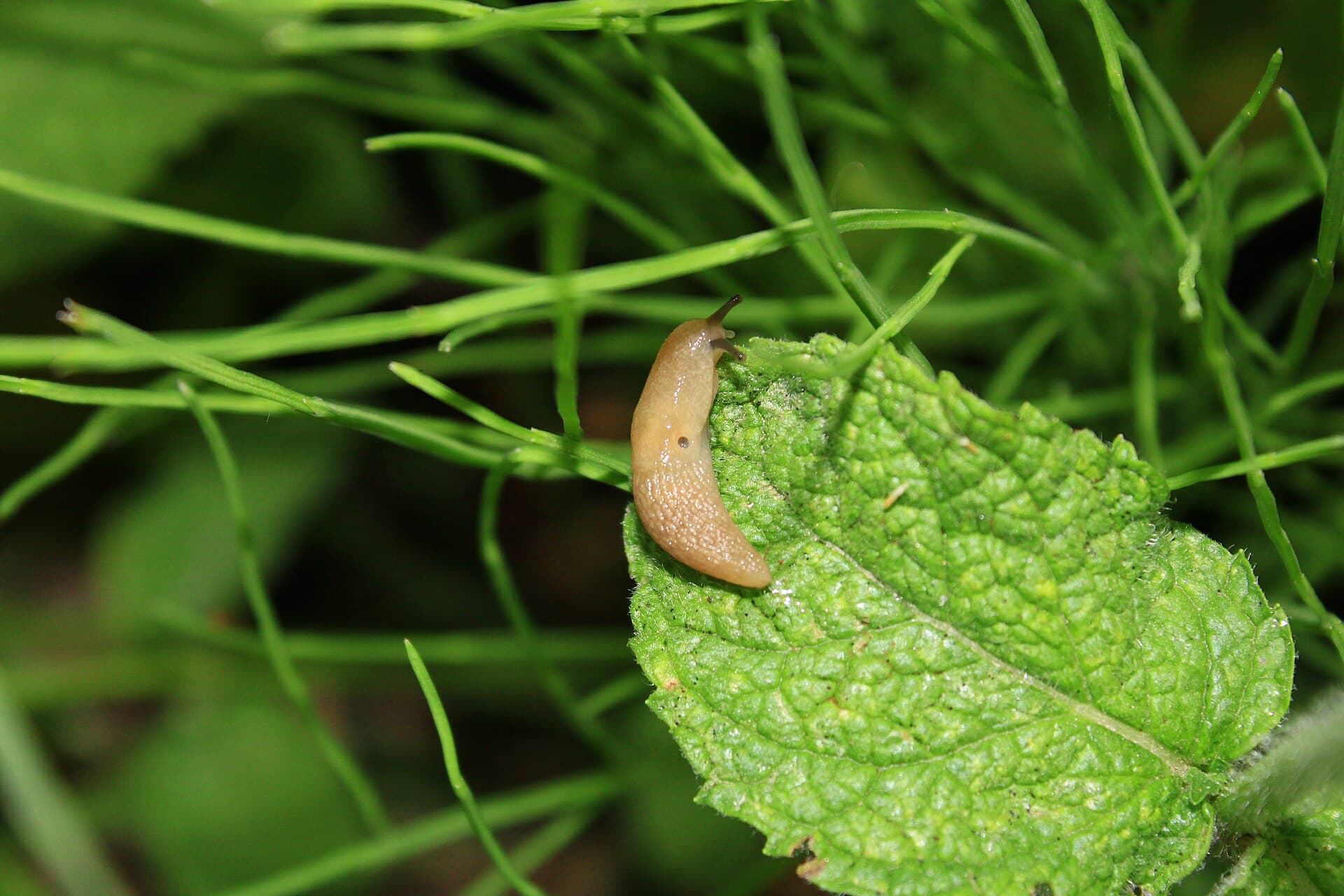 Slugs and Snails: The Organic-First Battle Plan